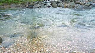 splashing river water fast flowing river water meditation sound of water asmr [upl. by Kciderf20]