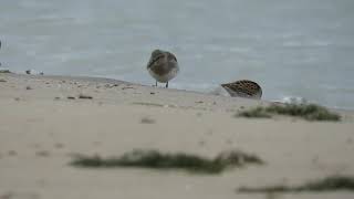 Whiterumped Sandpiper Sanderling Semipalmated Sandpiper amp Least Sandpiper [upl. by Enneirdna]