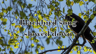 Blackbird song slowed down [upl. by Rori]