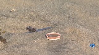 Beaches closed on Assateague due to medical waste [upl. by Cence]