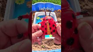 Learn Bug Insect Names  Washing Sandy Bug Toys Ladybug Grasshopper Snail bugs animallearning [upl. by Flessel337]