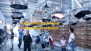 Pasar burung bonjoli bongkar berbagai burung ombyokan dan kicauan setiap hari [upl. by Egidius895]