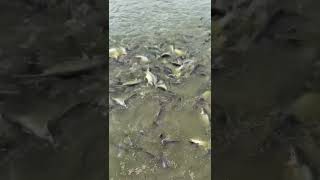 Fish farming  amazing fish 🐠 feeding fishing viralvideo reels [upl. by Sturges]