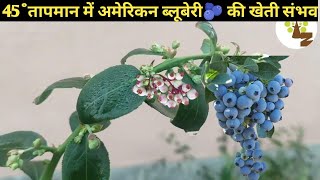 क्या ब्लूबेरी 🫐 की खेती गर्म क्षेत्रों में हो सकती है  देखें 100 ℅ Proof के साथ ll blueberry [upl. by Greenman653]