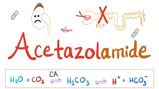 Diuretics  Carbonic Anhydrase Inhibitors  Acetazolamide  Pharmacology Series [upl. by Alrrats]