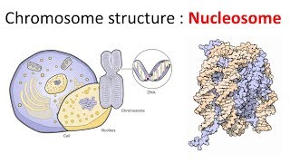 Chromatin structure  Nucleosome [upl. by Aubrey852]