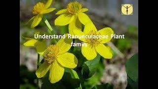 Homeopathic themes of Ranunculaceae family explained by Drs Joshi with cases of each remedy [upl. by Pettit]