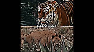 bornean tiger vs mosbach lion you all say bornean tiger is small but is not bornean tiger is larger [upl. by Soilissav]