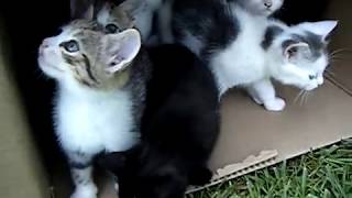 10 Kittens 1st Day Outside  Cute Cats Playing  Adorable Animals [upl. by Dicky302]