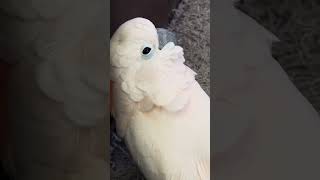 👀 gotchathecockatoo gotchabird bedrats cockatoo sideeye [upl. by Okin599]