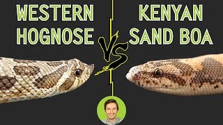 Western Hognose vs Kenyan Sand Boa  Head To Head [upl. by Eibrad]