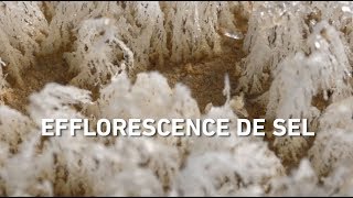 Efflorescence de sel  expérience scientifique [upl. by Suirtemid]