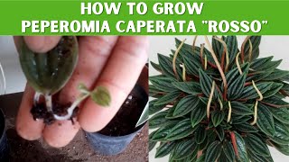 See how I successfully propagated Peperomia Caperata quotRossoquot from 1 tiny leaf [upl. by Notsgnal]