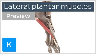 Functions of the lateral plantar muscles of the foot preview  Human 3D Anatomy  Kenhub [upl. by Uol]