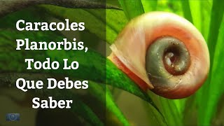 🔵 Caracoles Para Acuario PlanorbisTodo Lo Que Debes Saber Acuarios MB [upl. by Rauscher962]