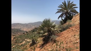 Chamaerops cerifera and Phoenix dactylifera in the Atlas Mountains Morocco [upl. by Salokkin]