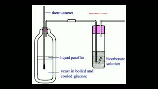 Respiration Anaerobic respiration experiment yeast experiment revisionexam class10biology [upl. by Hgielanna]