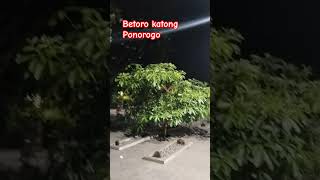 Betoro Katong Ponorogo storywa quotes liriklagu gusdur [upl. by Atteugram]