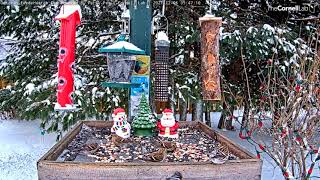 Common Redpolls Populate Snowy Ontario Feeders – Dec 6 2021 [upl. by Nosduj]