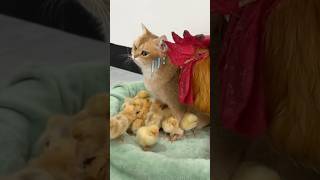 Is the cat a qualified mother chicken Its so funny click to watch the full version [upl. by Yesrej830]