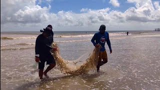 CARDUMES DE SARDINHAS NO MANGUE SÊCO [upl. by Enelcaj]