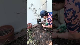 Ginger Planting Methods Put to the Test Will I Succeed Next Year 2025 ginger 2025 shorts [upl. by Ayetal]