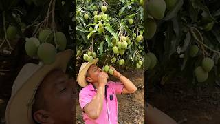 Temporada de mangos blancos en mi tierra 👨🏼‍🌾🥭 vivirenelcampo soycampesino campesinos mango [upl. by Gnap104]