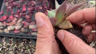 Can You Propagate Echeveria Romeo From Leaf [upl. by Dyob]