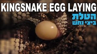 הטלה של נחש קינג סנייק קליפורניה King Snake Egg Laying Lampropeltis getula californiae [upl. by Spiros]