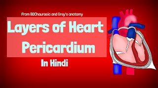 Pericardium  Layers of Heart  Anatomy of heart series [upl. by Yregram]