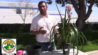 How to trim and Maintain Cymbidium Orchids [upl. by Santana104]