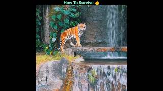 How To Survive A Tiger Attack 👍 [upl. by Asiar505]