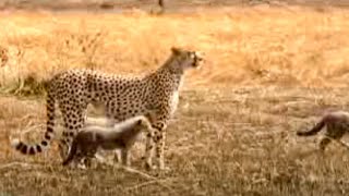 Cheetah VS Gazelle  BBC Studios [upl. by Ellery632]