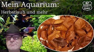 Herbstlaub und mehr  Mein Aquarium 29 [upl. by Anahahs]