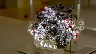 Chromosome 22  Myoglobin a brief history of structural biology [upl. by Mailliwnhoj]