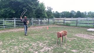 Ranch Roping Slow Motion Shot  Del Viento [upl. by Stark171]