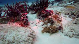 3 Lobsters Lionfish Eel at 1min Toadfish and shrimp 2min Macro 2min 30sec Yucab Reef Coz [upl. by Maurreen]