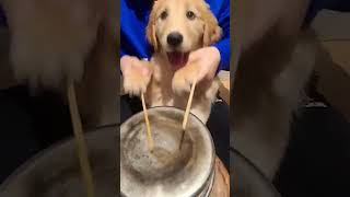 Puppy Drummer Steals The Show With Adorable Performance shiboinu dogs puppy [upl. by Adriaens]