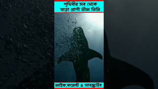 পৃথিবীর সব থেকে বড়ো প্রাণী নীল তিমি blue whale facts amazingfacts shark bluewhales shorts [upl. by Antoinette]