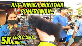 PINAKA MURANG ALOK NA SHIH TZU CHOCO LIVER NG TAGA VALENZUELA [upl. by Pavel]