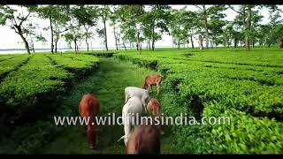 Fly through a beautiful tea garden in Assam Aerial view of a tea plantation [upl. by Burny]