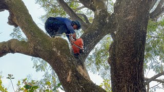 Many Unexpected events… Cut down 2 Old branched Trembesi Trees [upl. by Margherita]