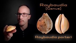 Ципрея Портера  Raybaudia porteri  Cypraea porteri [upl. by Briney]