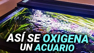 Así se OXIGENA un ACUARIO de manera CORRECTA  ¿Qué filtro debes comprar [upl. by Auqeenwahs]