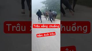 Thịt trâu gác bếp đang chạy shots tintuc [upl. by Der]