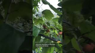 How to Eat American Persimmons Diospyros virginiana [upl. by Eico]