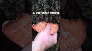 4 Wild Mushrooms that Mimic Meat [upl. by Haron]