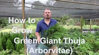 How to grow Green Giant Thuja Arborvitae with detailed description [upl. by Eidob]