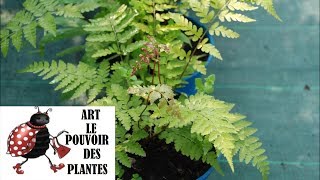 tuto jardinage Athyrium niponicum Vidalii photos de fleurs et de plantes vivaces [upl. by Allys90]