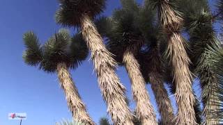 Joshua Trees in Arizona Mohave Desert [upl. by Kreda]